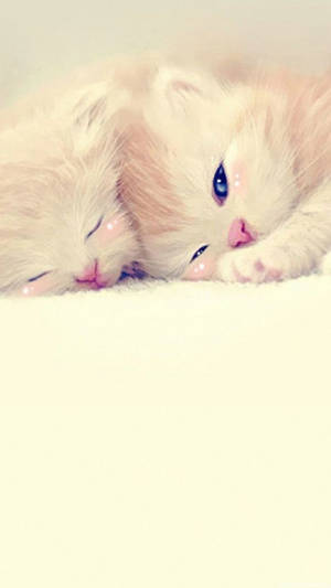 ความรักน่ารักของลูกแมวสองตัว