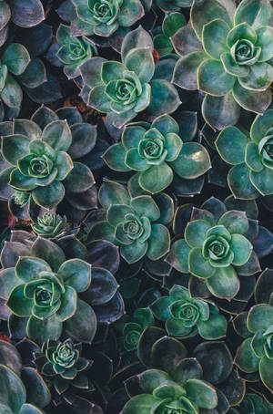 วอลเปเปอร์สุนทรียะสีเขียวของไม้อ succulent Echeveria