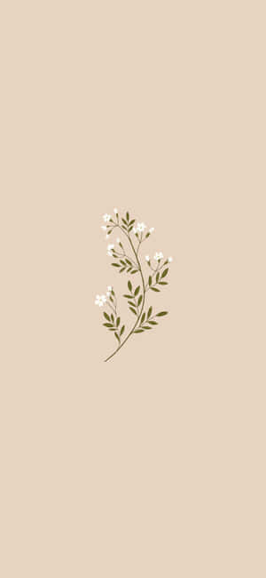 พื้นหลังสุนทรียะสีเบจ — สวยงามโทนเบจ วอลเปเปอร์