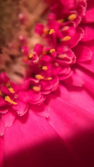 1440x2560 — 1440x2560 วอลเปเปอร์