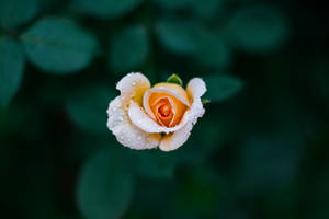 ภาพถ่ายโฟกัสตื้นของดอกกุหลาบสีส้ม