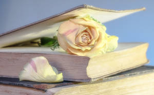 ดอกกุหลาบสวยงามบนหน้ากระดาษหนังสือ