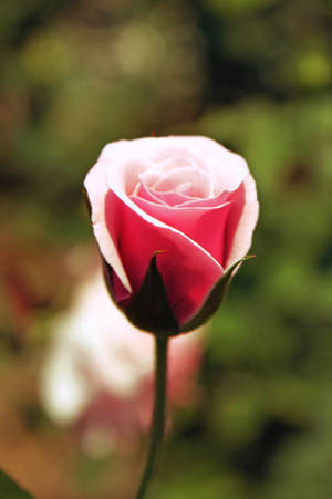 กุหลาบสีชมพู — ดอกกุหลาบ วอลเปเปอร์