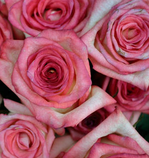 ดอกกุหลาบสีชมพูซูมใกล้ — Honor Magic V5 วอลเปเปอร์