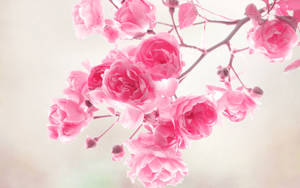 วอลเปเปอร์ดอกกุหลาบสีชมพูน่ารักในฤดูใบไม้ผลิ — น่ารักสีชมพู วอลเปเปอร์