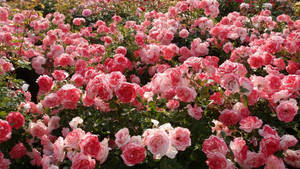 ดอกกุหลาบสีชมพูสวยงาม