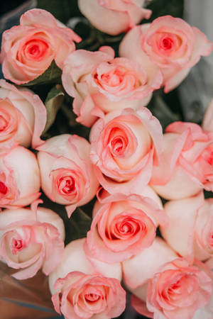 ดอกกุหลาบสีชมพูสวยงามแบบใกล้ชิด