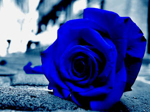 ดอกกุหลาบสีน้ำเงินสวยงามมุมใกล้
