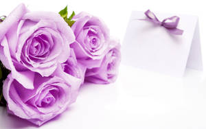 ดอกกุหลาบสีม่วงอ่อนสวยงาม — ลาเวนเดอร์สวยๆ วอลเปเปอร์