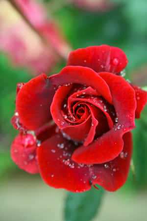 ภาพดอกกุหลาบ