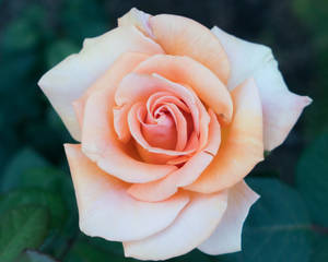 ดอกกุหลาบสีเหลืองอ่อน