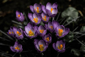 ดอกครอคัสสีลาเวนเดอร์สวยงาม