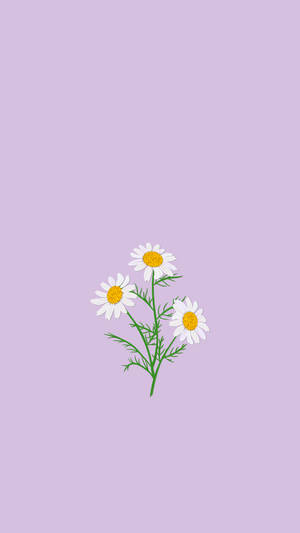 ดอกคาโมมายล์สวยโทนม่วงอ่อน — ดอกไม้ วอลเปเปอร์