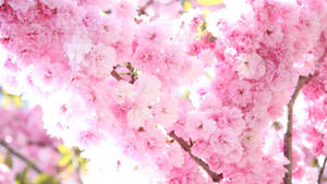 วอลเปเปอร์ดอกซากุระสีชมพูสวยในฤดูใบไม้ผลิ