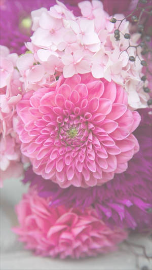 ดอกดาเลียสีชมพูสำหรับไอโฟน — Floral iPhone วอลเปเปอร์