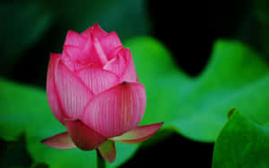 ภาพดอกบัว — ดอกบัว วอลเปเปอร์