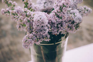 ดอกลาเวนเดอร์เล็กๆ ในแจกันสไตล์สวยงาม