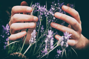 มือสัมผัสดอกไม้สไตล์ลาเวนเดอร์