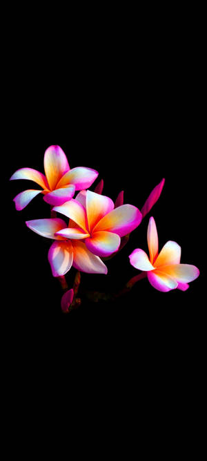 ดอกลีลาวดีสวยงามบนมือถือ — พิกเซล 11 วอลเปเปอร์