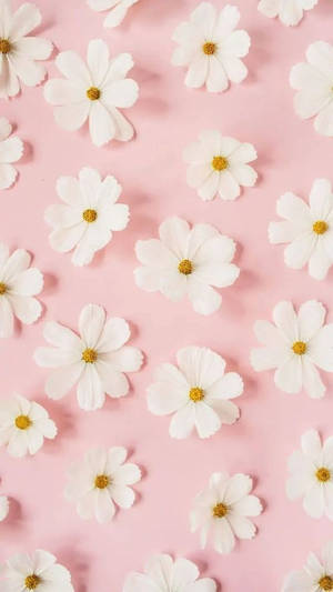 ดอกเดซี่สีขาวบนพื้นชมพู — Floral iPhone วอลเปเปอร์