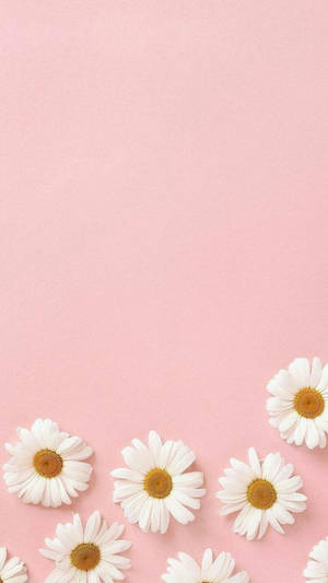วอลเปเปอร์ดอกเดซี่สีชมพูสวยงามสไตล์พรีตตี้