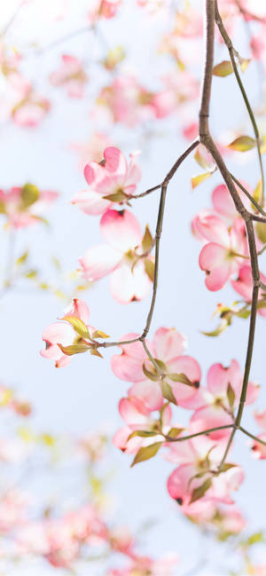 ดอกแอปเปิลสีชมพูเรดวูด — 19.5:9 วอลเปเปอร์