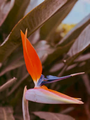 ดอกไม้ Bird of Paradise heif,วอลเปเปอร์มือถือ heif,สุนทรียภาพดอกไม้,ดอกไม้เครน,วอลเปเปอร์ดอกไม้,iPhone 17 Pro,ภาพสด,ภาพดอกไม้สวยงาม,ดอกไม้,ดอกไม้สีส้ม — HMD เทอร์ร่า M วอลเปเปอร์