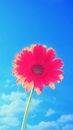 ดอกไม้กลีบชมพูสำหรับไอโฟน — Floral iPhone วอลเปเปอร์