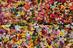 รูปภาพดอกไม้สวยงาม — ดอกไม้สวย วอลเปเปอร์