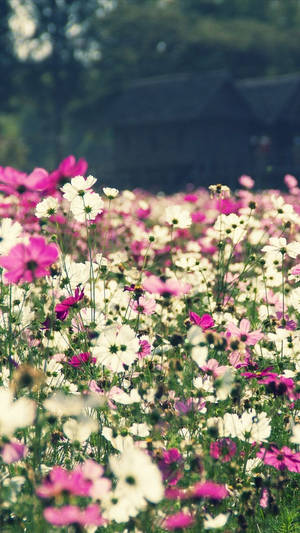 ดอกไม้ทุ่งดอกไม้ไอโฟน — Floral iPhone วอลเปเปอร์