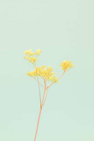 ดอกไม้พาสเทลสีเหลือง — พาสเทลเยลโลว์ วอลเปเปอร์