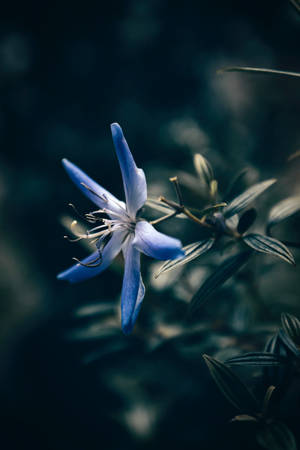 ดอกไม้รูปดาวสีฟ้าสำหรับไอโฟน — Floral iPhone วอลเปเปอร์
