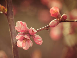 วอลเปเปอร์ดอกไม้ฤดูใบไม้ผลิถ่ายใกล้
