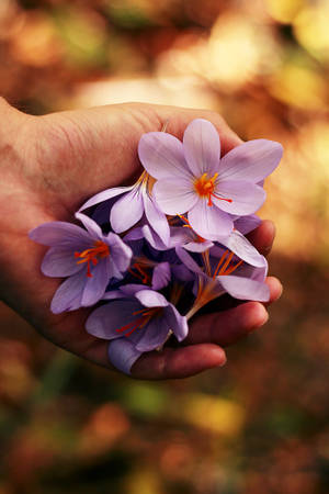 วอลเปเปอร์ดอกไม้ฤดูใบไม้ผลิสีลาเวนเดอร์