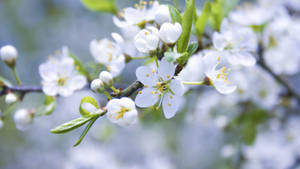 วอลเปเปอร์ดอกไม้ฤดูใบไม้ผลิสีขาวสวยงาม