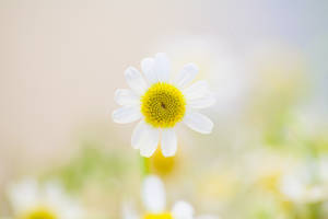 ดอกไม้สีขาวสวยงามในธรรมชาติ