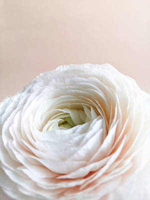 ดอกไม้สีขาวสสไตล์พาสเทลสำหรับไอโฟน — Floral iPhone วอลเปเปอร์