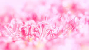 พื้นหลังดอกไม้สีชมพู