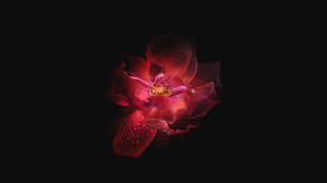 วอลเปเปอร์ดอกไม้สีชมพูบนจอ OLED