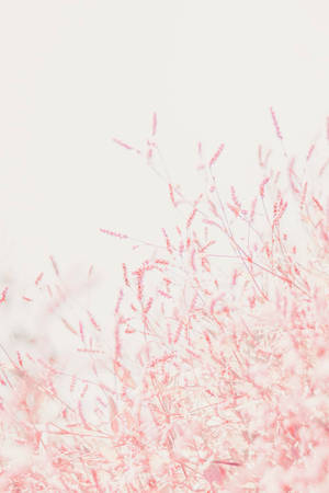 ดอกไม้สีชมพูพาสเทลขนาดเล็กสำหรับ iPhone — พาสเทลไอโฟน วอลเปเปอร์