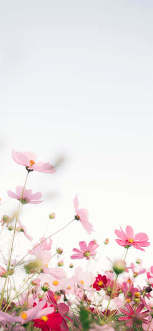 พื้นหลังดอกไม้สีชมพู