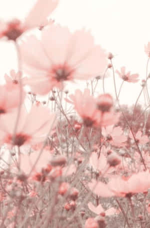 พื้นหลังดอกไม้สีชมพู