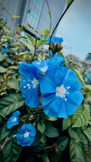 สุนทรียภาพสีฟ้า,ลวดลายดอกไม้สีฟ้า,ดอกไม้สีฟ้า,สุนทรียภาพดอกไม้,วอลเปเปอร์ดอกไม้,iPhone 17 Pro,ภาพถ่ายสด,วอลเปเปอร์มือถือ,ดอกไม้,สีฟ้า — iPhone 17 Pro วอลเปเปอร์