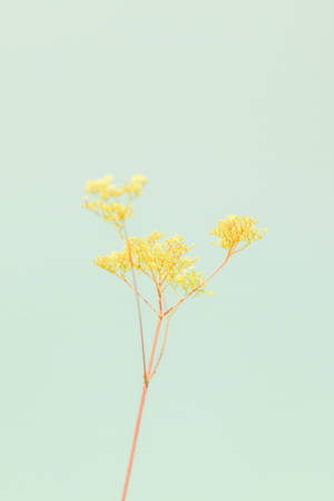 ดอกไม้สีเหลืองเขียวพาสเทลสำหรับ iPhone — Floral iPhone วอลเปเปอร์