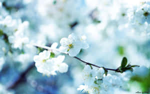 ภาพดอกไม้สวยงาม — ดอกไม้สวย วอลเปเปอร์