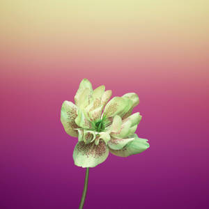 ดอกไม้แอปเปิล Helleborus Orientalis สีม่วง — 1:1 วอลเปเปอร์