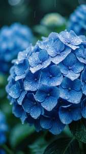 วอลเปเปอร์ที่ให้ความรู้สึกสงบของดอกไฮเดรนเยียสีฟ้าพร้อมหยดฝน โทนสีเย็น — ดอกไม้สวยงาม วอลเปเปอร์