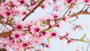 พื้นหลังดอกไม้ขนาด 1366x768 — ซากุระ วอลเปเปอร์