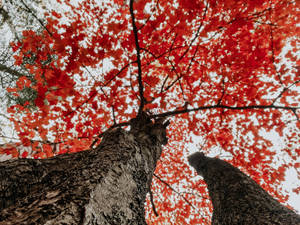 วอลเปเปอร์ต้นไม้แดงสวยงามในฤดูใบไม้ร่วง — ฤดูใบไม้ร่วงสวยงาม วอลเปเปอร์