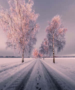 ภาพสวยงามแห่งหิมะ — หิมะสวยงาม วอลเปเปอร์